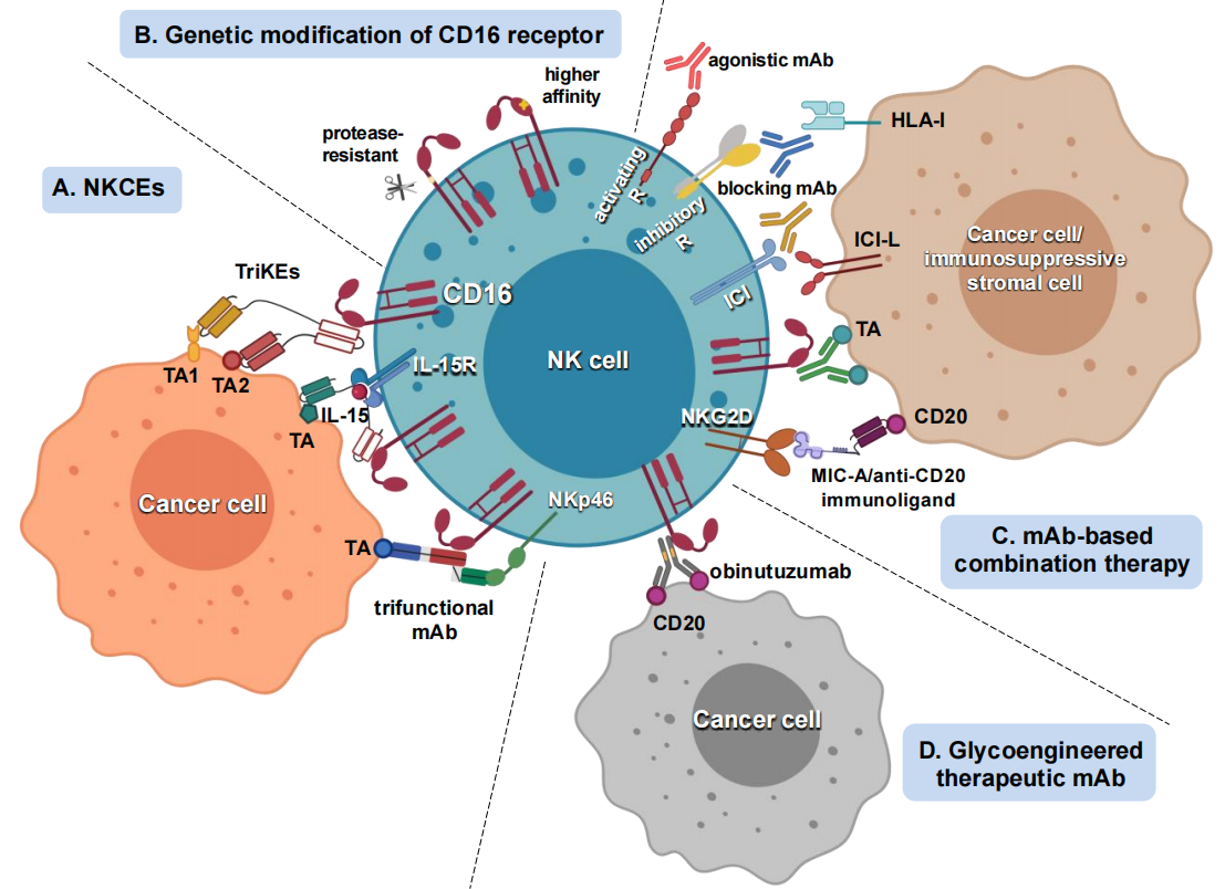 ADCC效应因子CD16