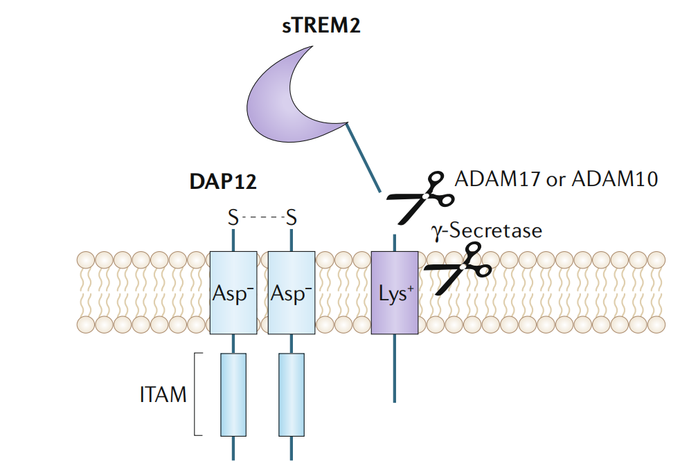 阿尔兹海默症治疗靶标TREM2