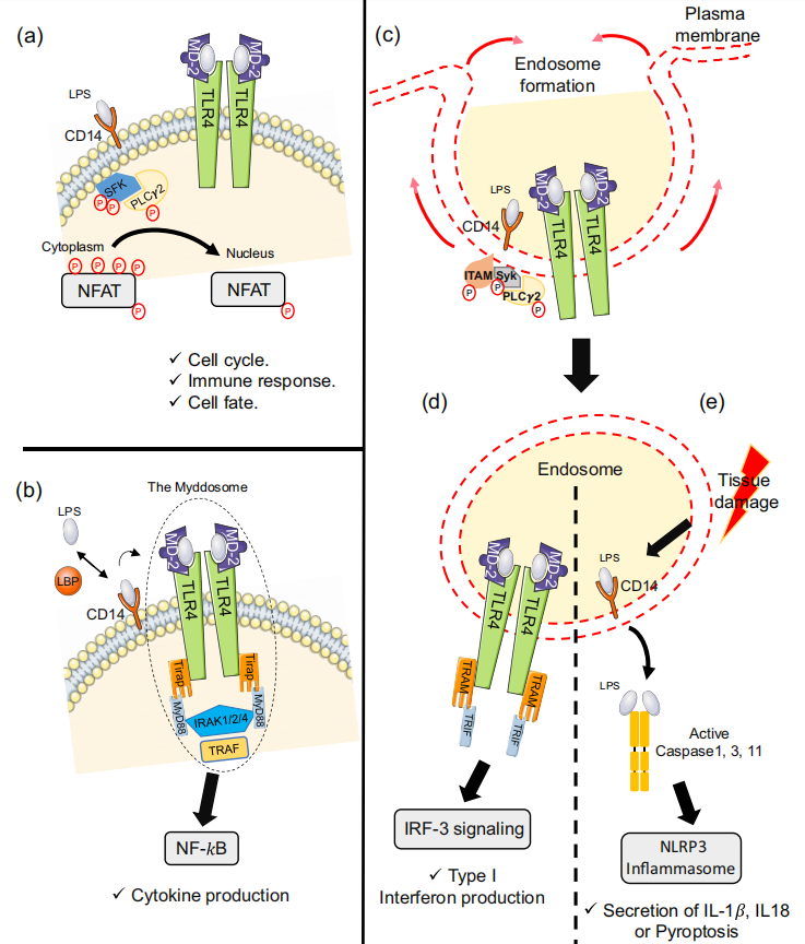 脂多糖的模式识别受体CD14
