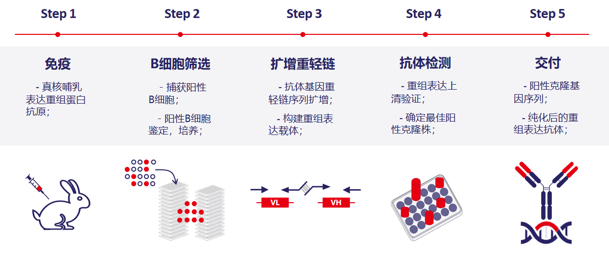 案例：一个兔单克隆中和抗体的诞生