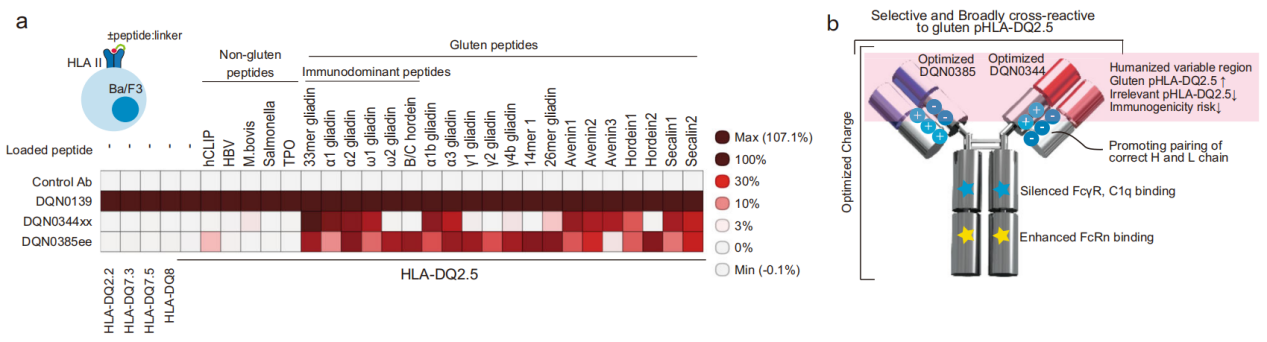文献分享：广谱性谷蛋白肽-HLA-DQ2.5复合物中和抗体的表征