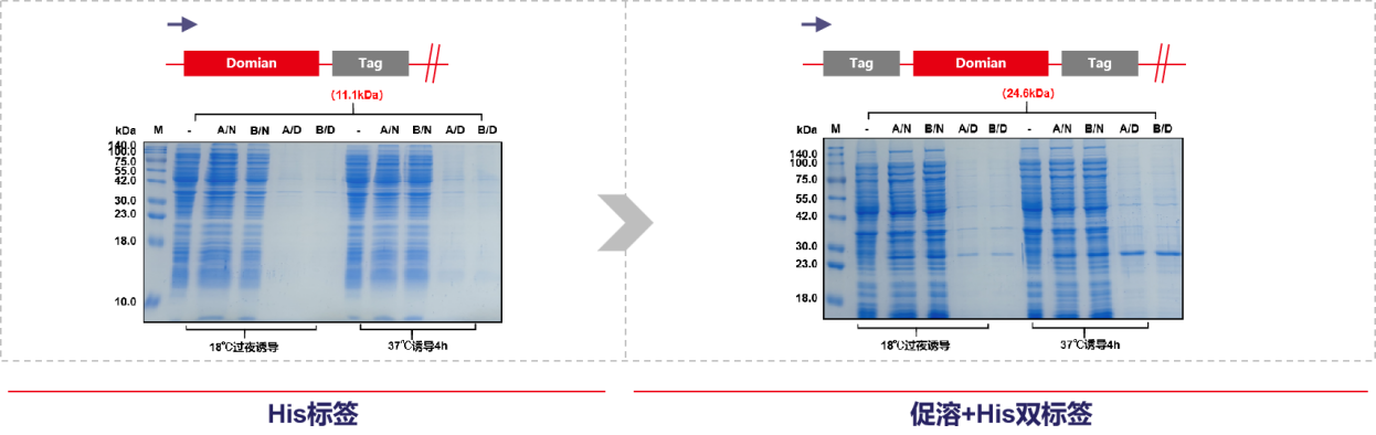 案例分享：His小标签融合蛋白重组表达问题的考量