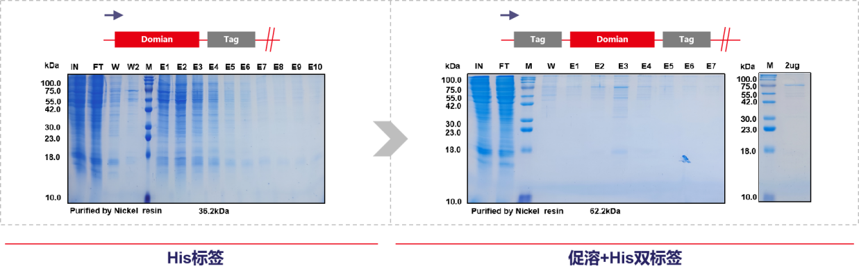 案例分享：His小标签融合蛋白重组表达问题的考量