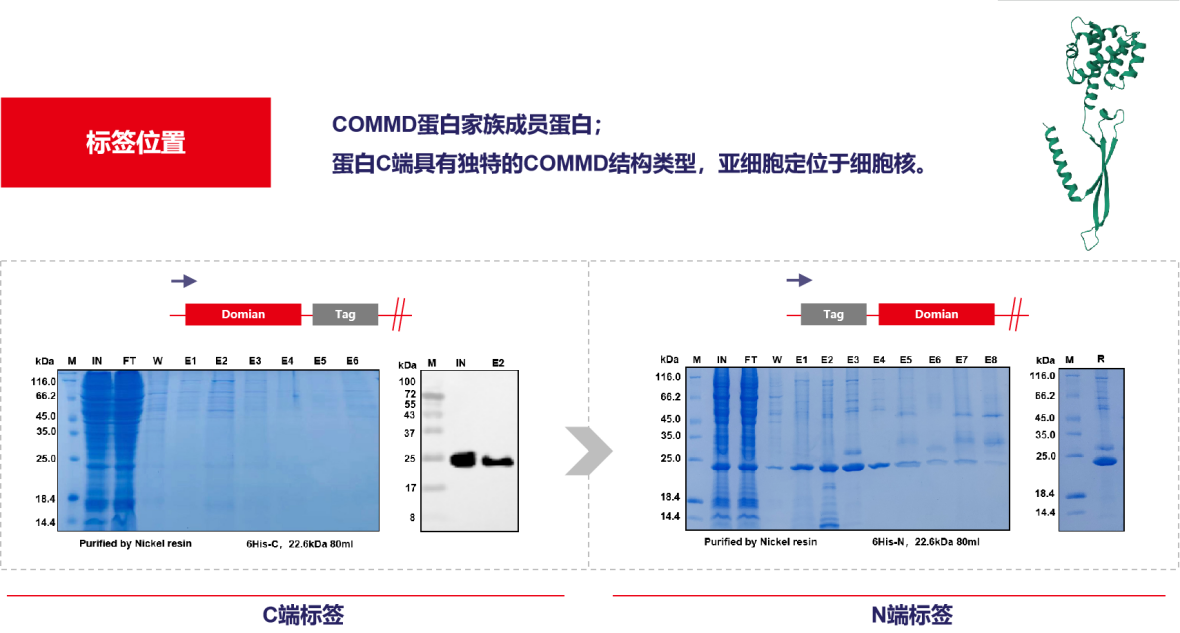 案例分享：His小标签融合蛋白重组表达问题的考量