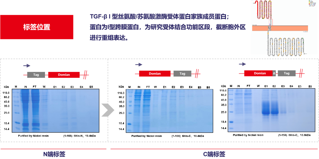 案例分享：His小标签融合蛋白重组表达问题的考量