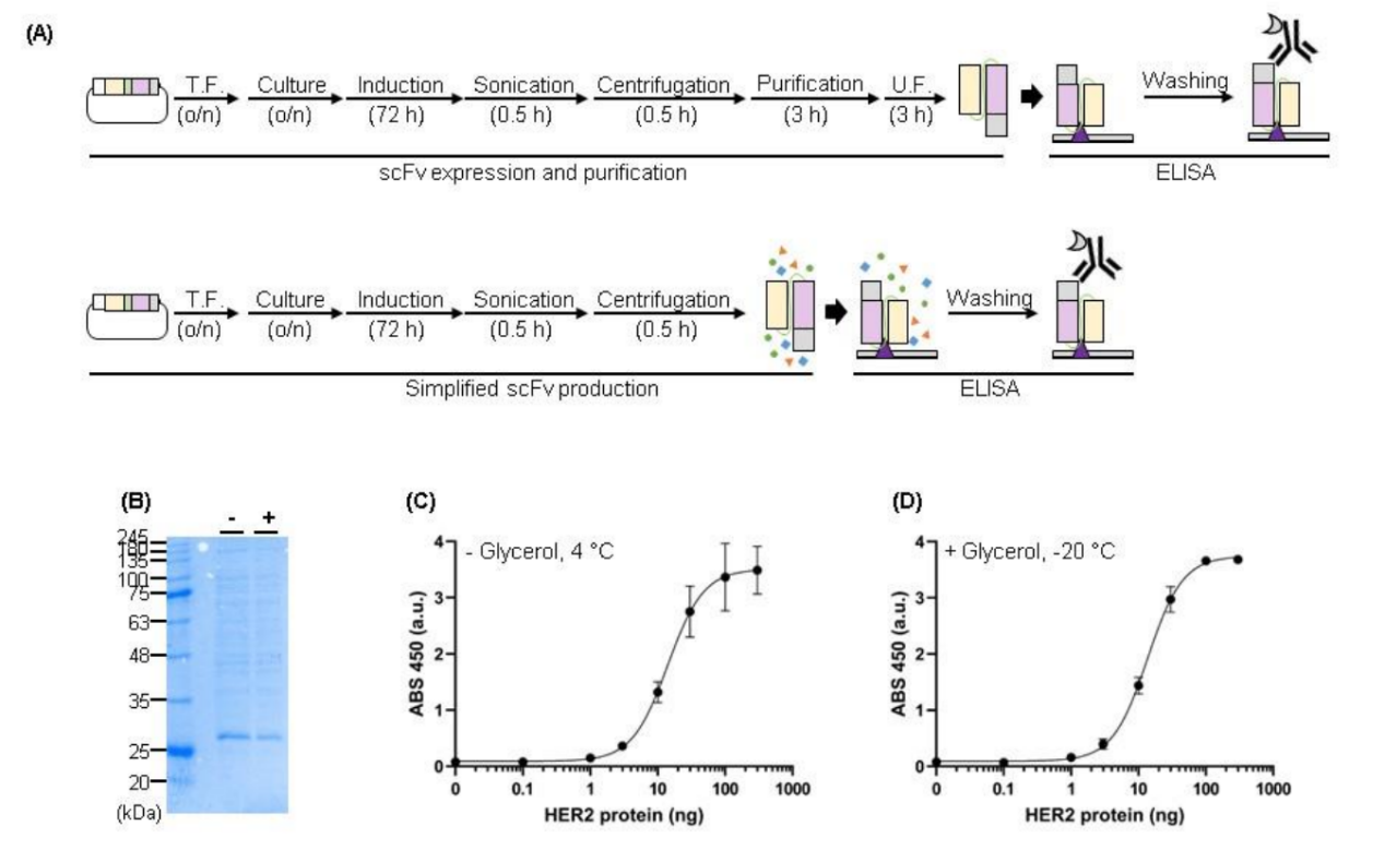 文献分享：scFv设计格式差异对其重组表达产率和纯度影响