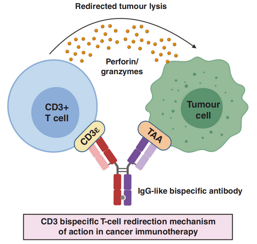文献分享：一种新型T细胞衔接器双特异性抗体
