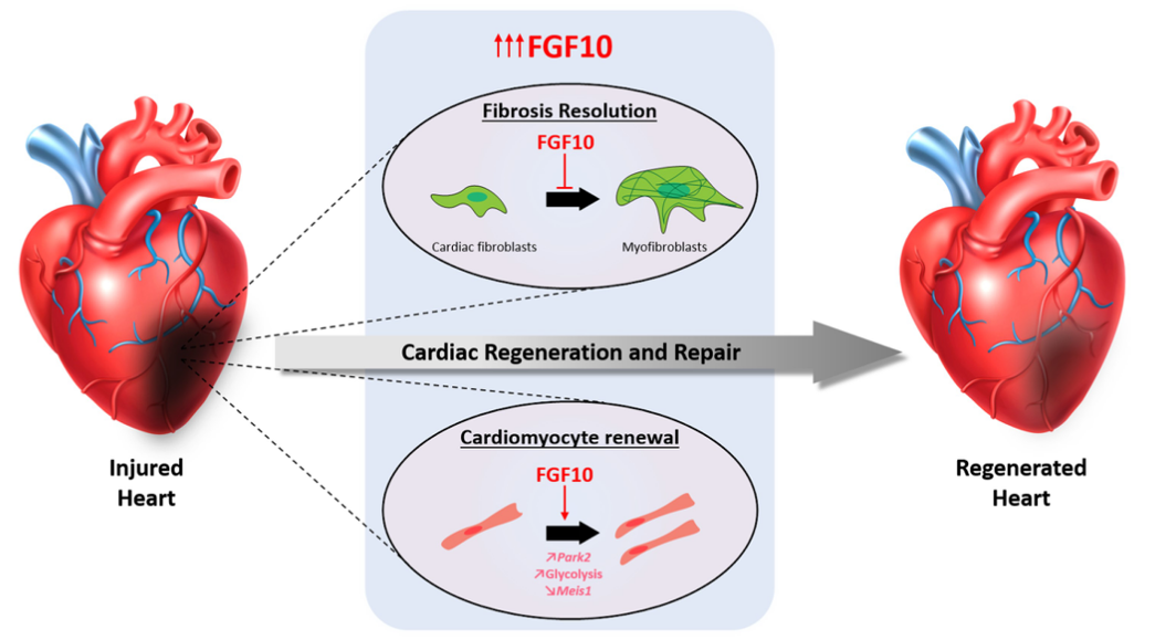 FGF10：肺&心脏损伤修复剂