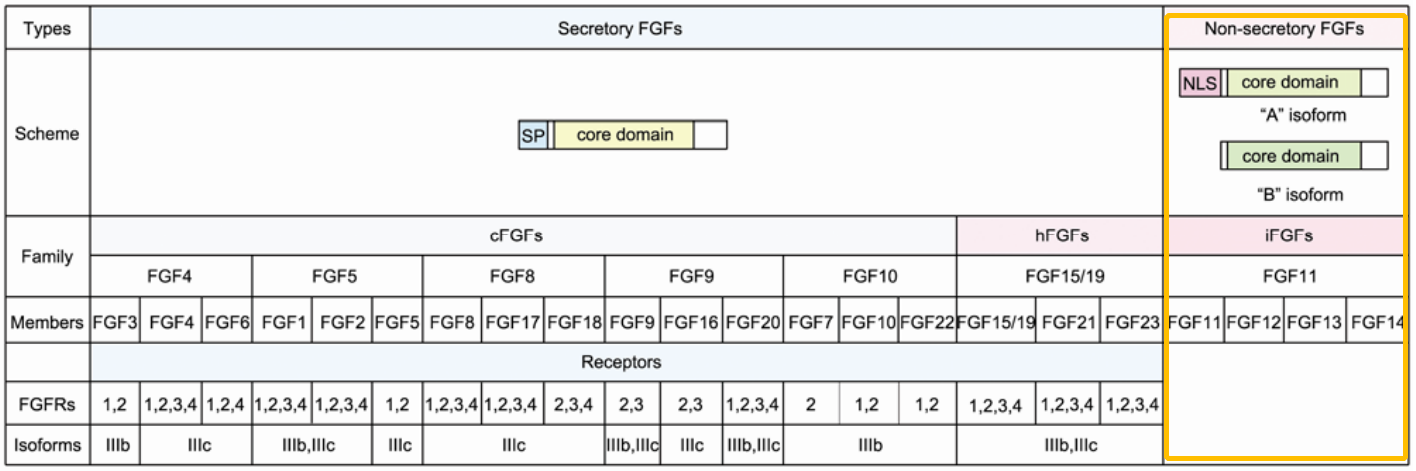 FGF11：肥胖症潜在靶标