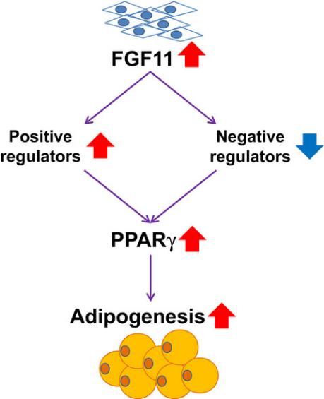 FGF11：肥胖症潜在靶标