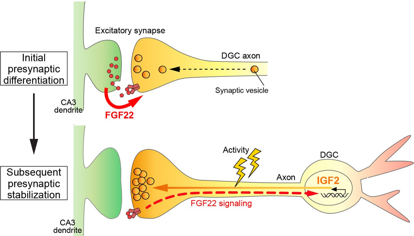 FGF22：神经元重塑调节剂