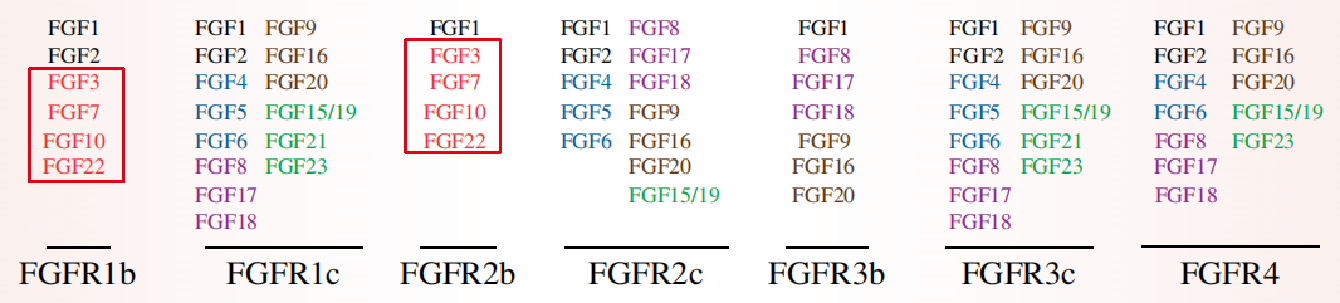 FGF7：药物耐受调控