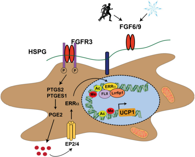 FGF9：性腺分化调节剂