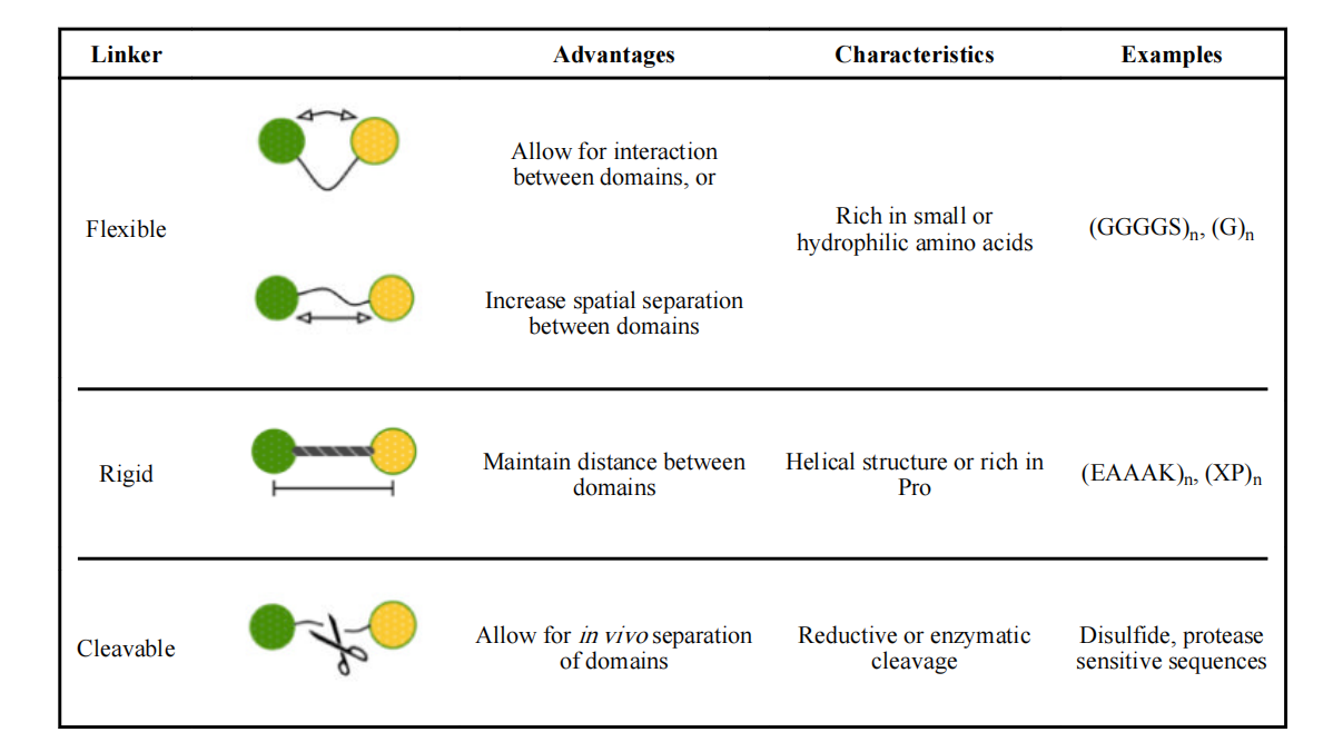 文献分享：融合蛋白linker的特性、设计和功能
