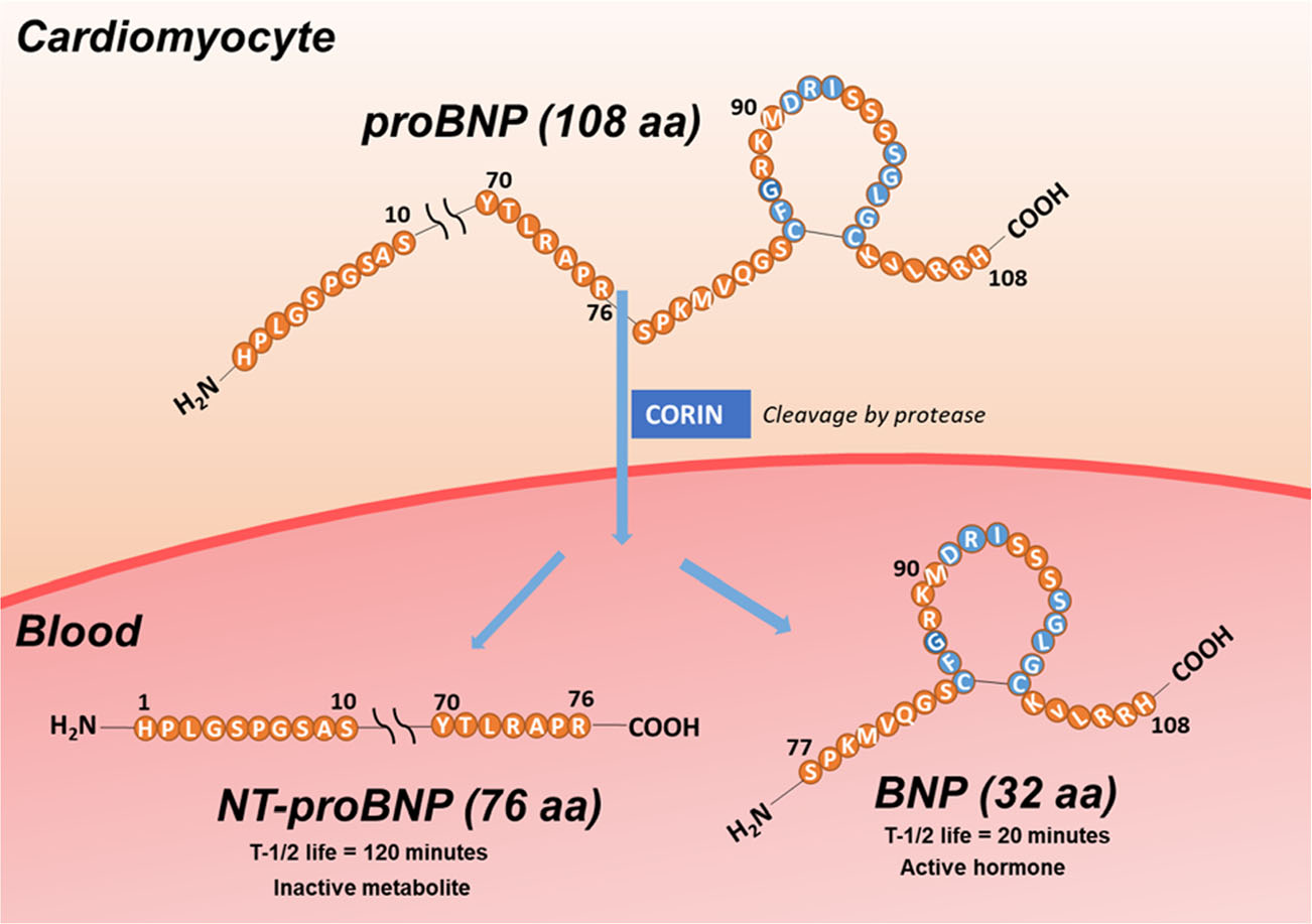 心衰生物标志物NT-ProBNP和BNP