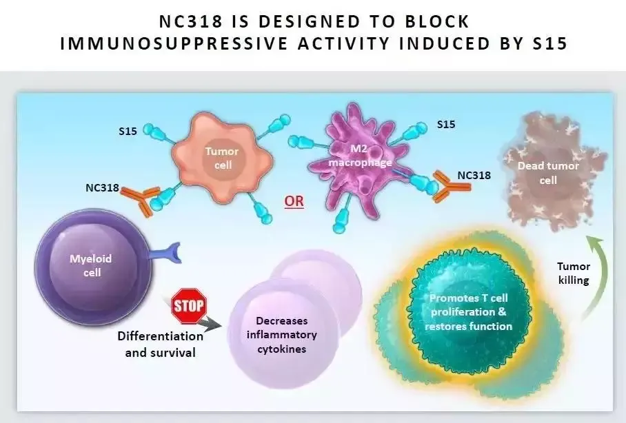 免疫检查点抑制分子Siglec15