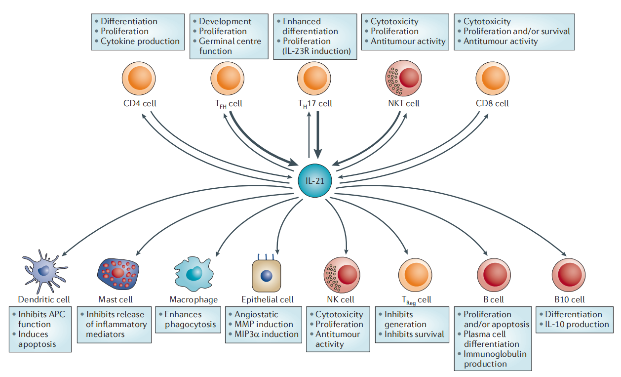 免疫刺激细胞因子IL-21