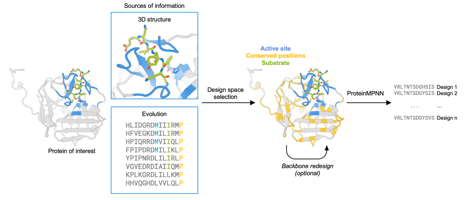 文献分享：ProteinMPNN工具改善蛋白质表达、稳定性和功能