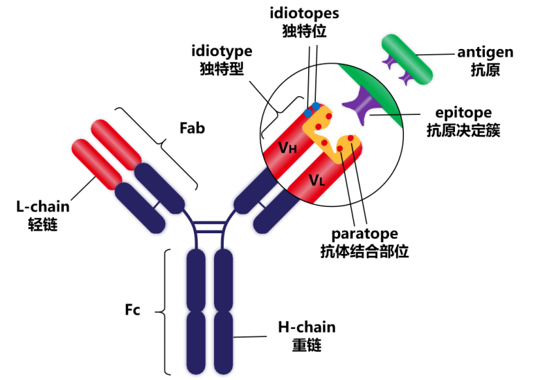 抗体结构&亚型简介