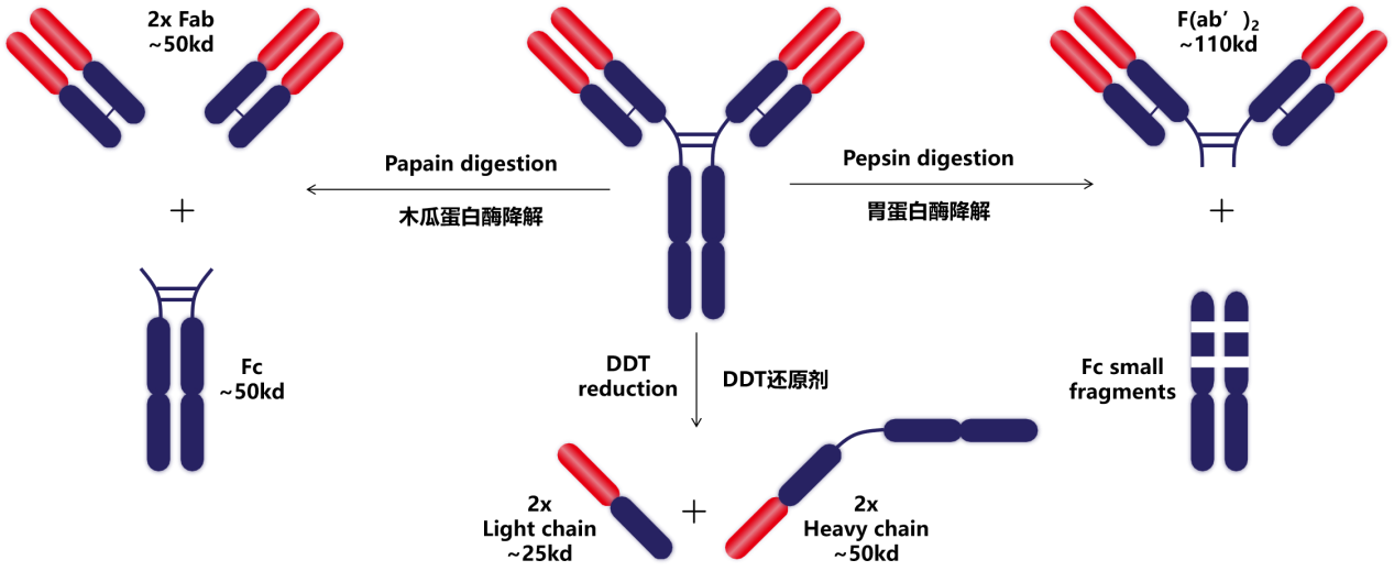 抗体结构&亚型简介