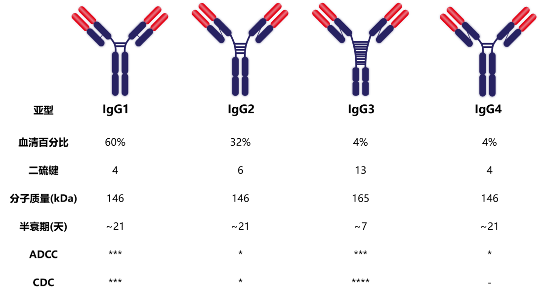抗体结构&亚型简介