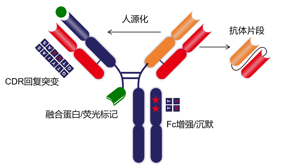重组抗体工程设计简介