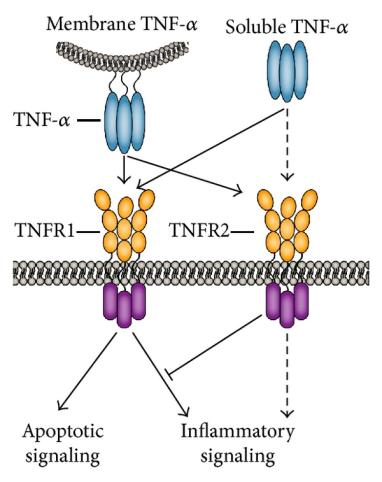 细胞毒性T细胞表面关键分子：TNFa