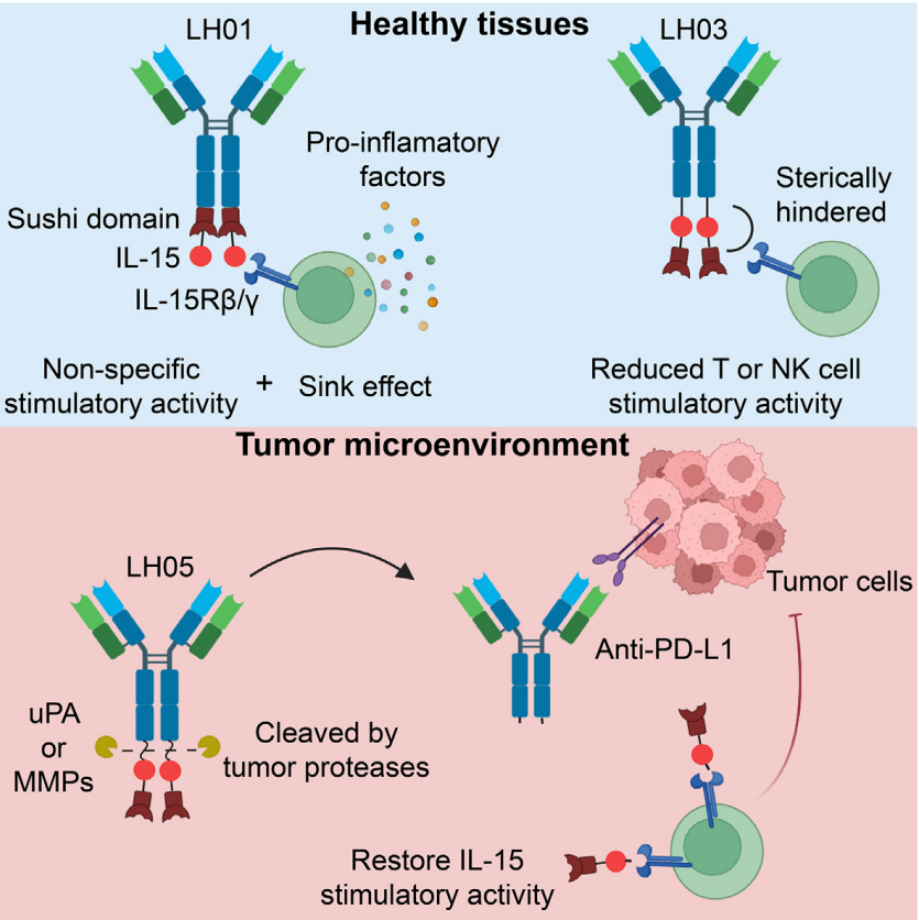 文献分享：新一代抗PD-L1&IL-15免疫细胞因子的抗肿瘤免疫