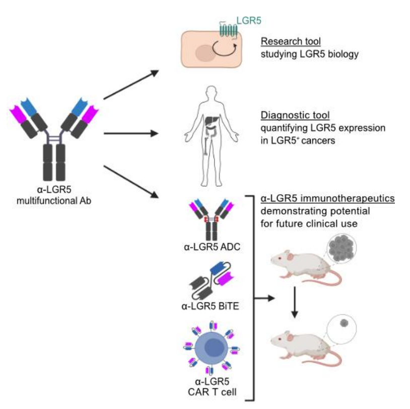 文献分享：LGR5靶点的新型免疫疗法
