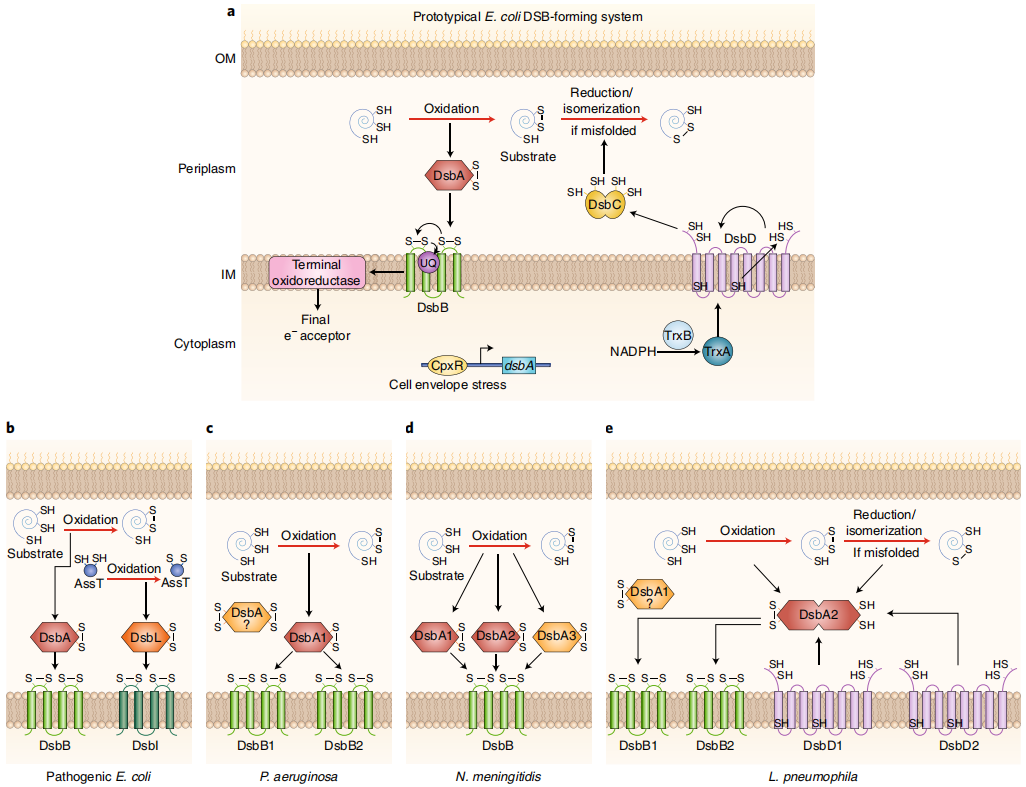 项目文章IF=27.4 优质重组蛋白DsbA助力开发耐药细菌治疗新策略