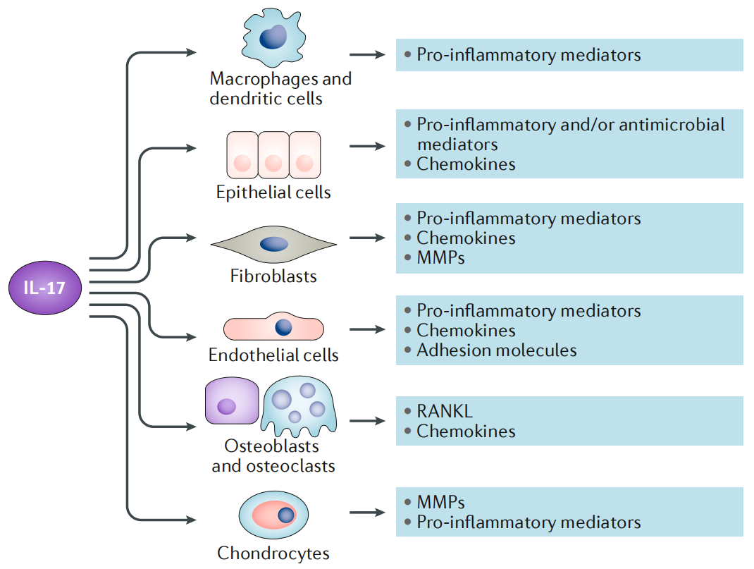 促炎特性细胞因子IL17