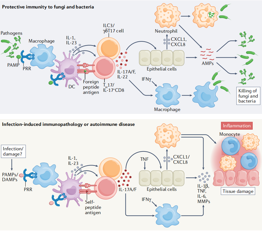促炎特性细胞因子IL17