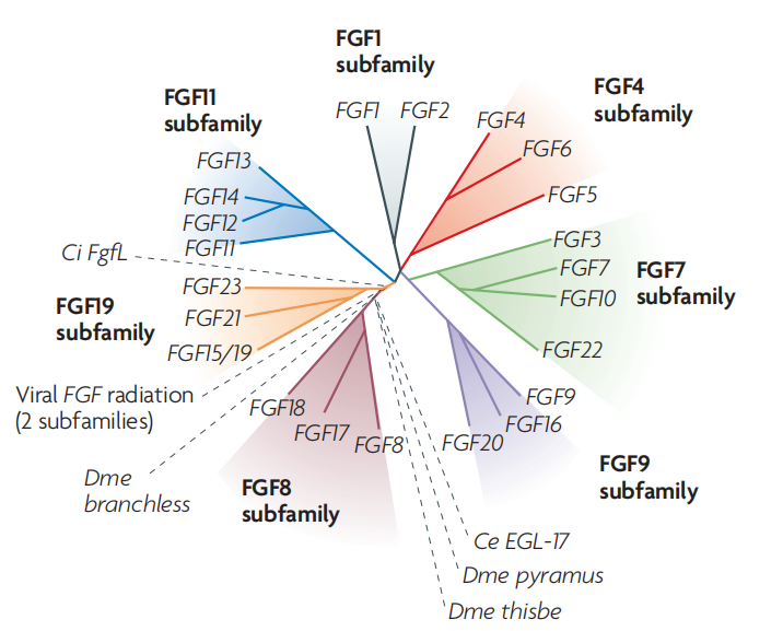 蛋白家族系列：FGF