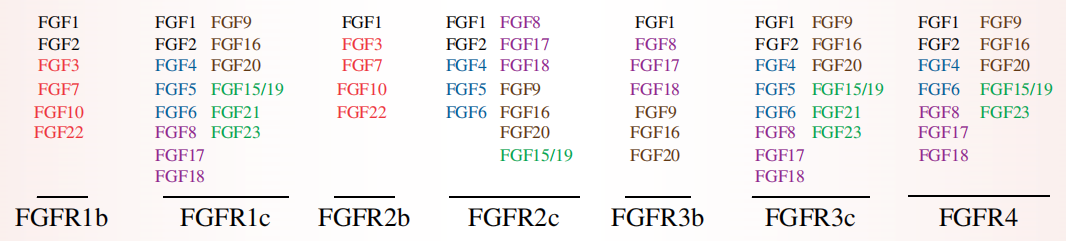 蛋白家族系列：FGF