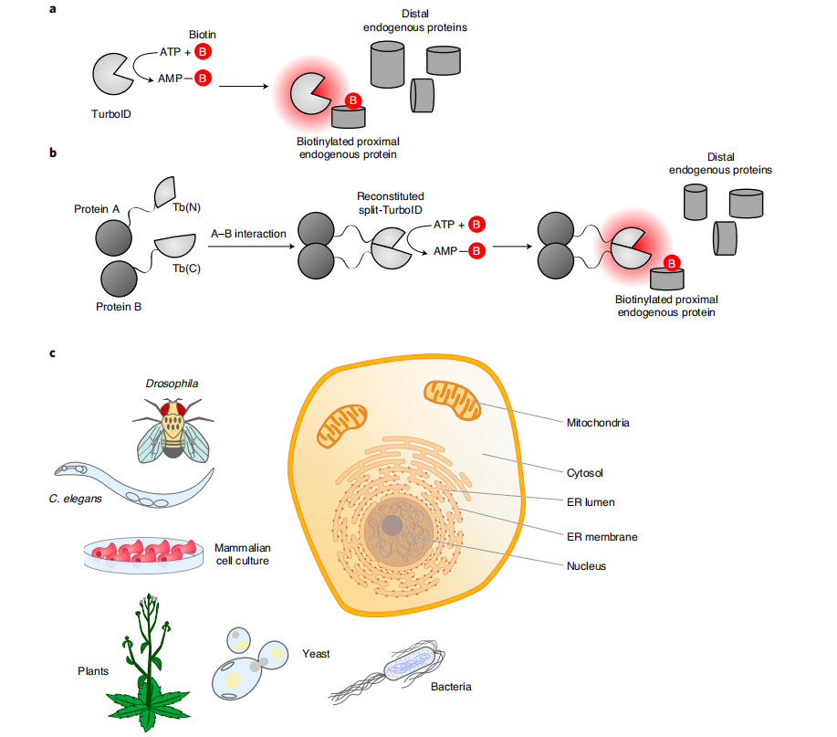 哺乳动物细胞中的邻近标记技术-TurboID和split-TurboID