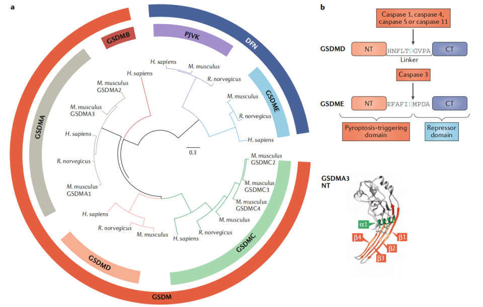 细胞焦亡&GSDM家族：GSDMD