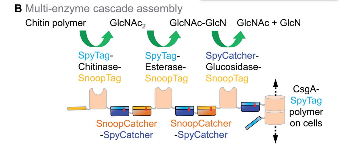 SpyTag-SpyCatcher系统：蛋白质共价偶联技术