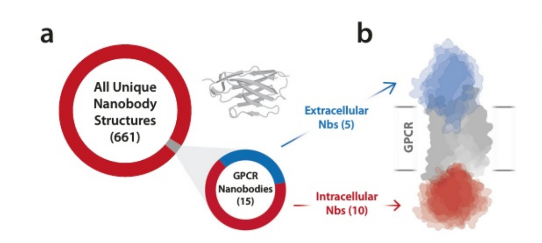 文献分享：GPCR纳米抗体的选择性和拮抗作用的结构基础