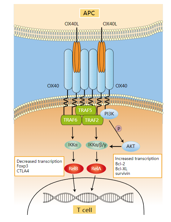T细胞共刺激分子OX40