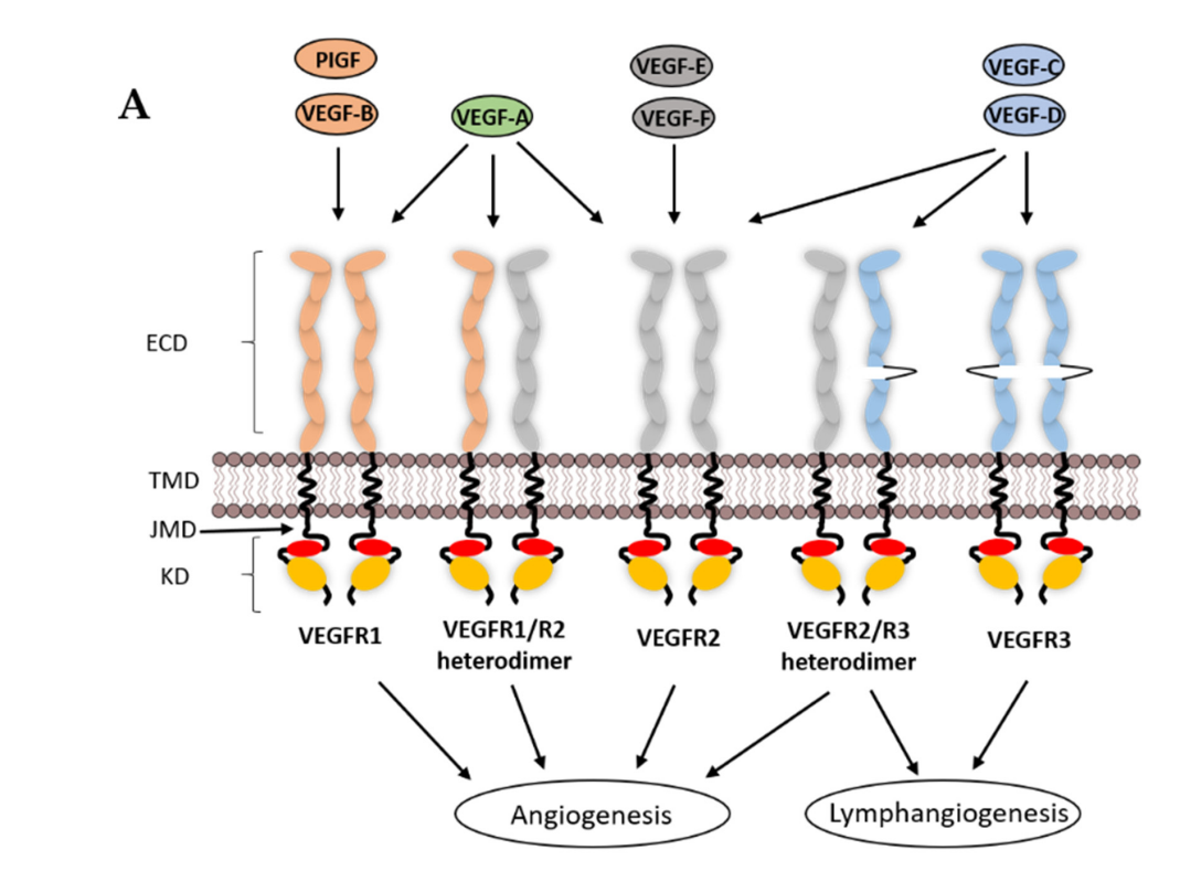 血管生成素VEGFA