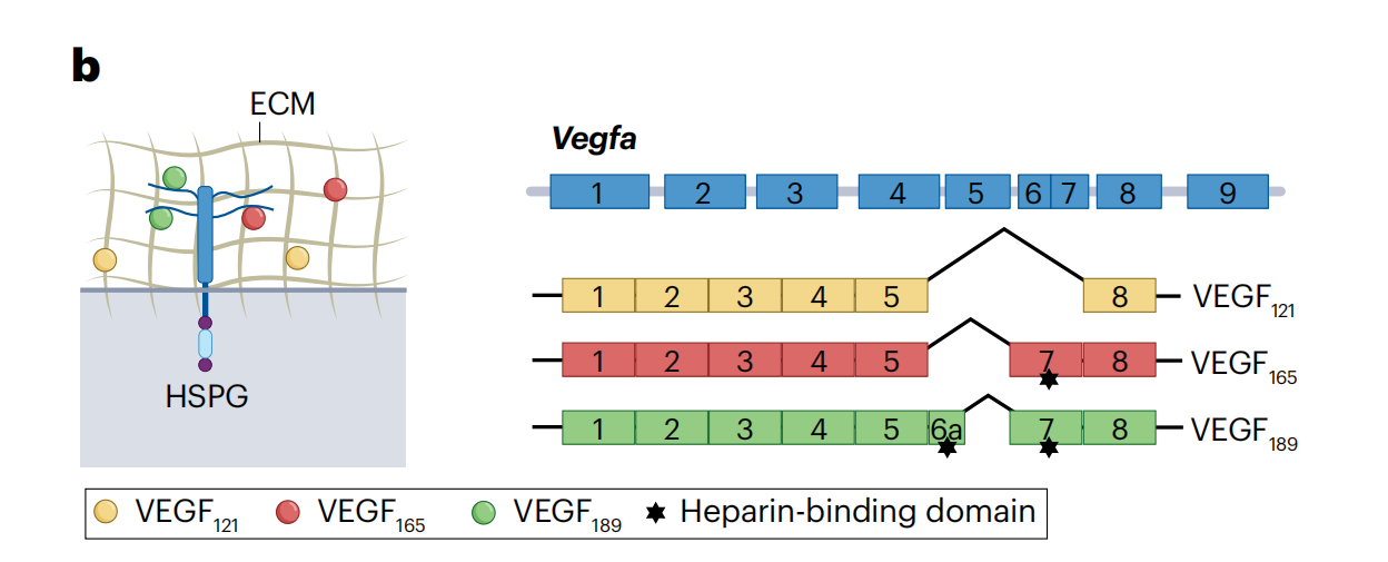 血管生成素VEGFA