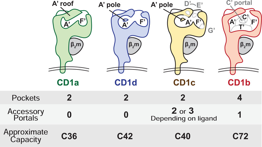 脂质抗原呈递分子CD1a