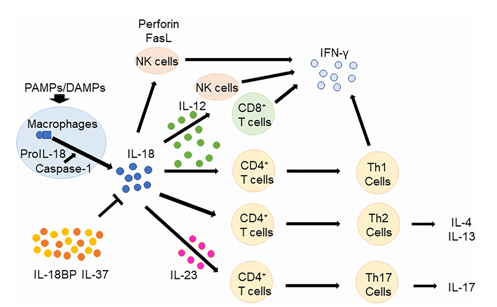 促炎细胞因子IL18