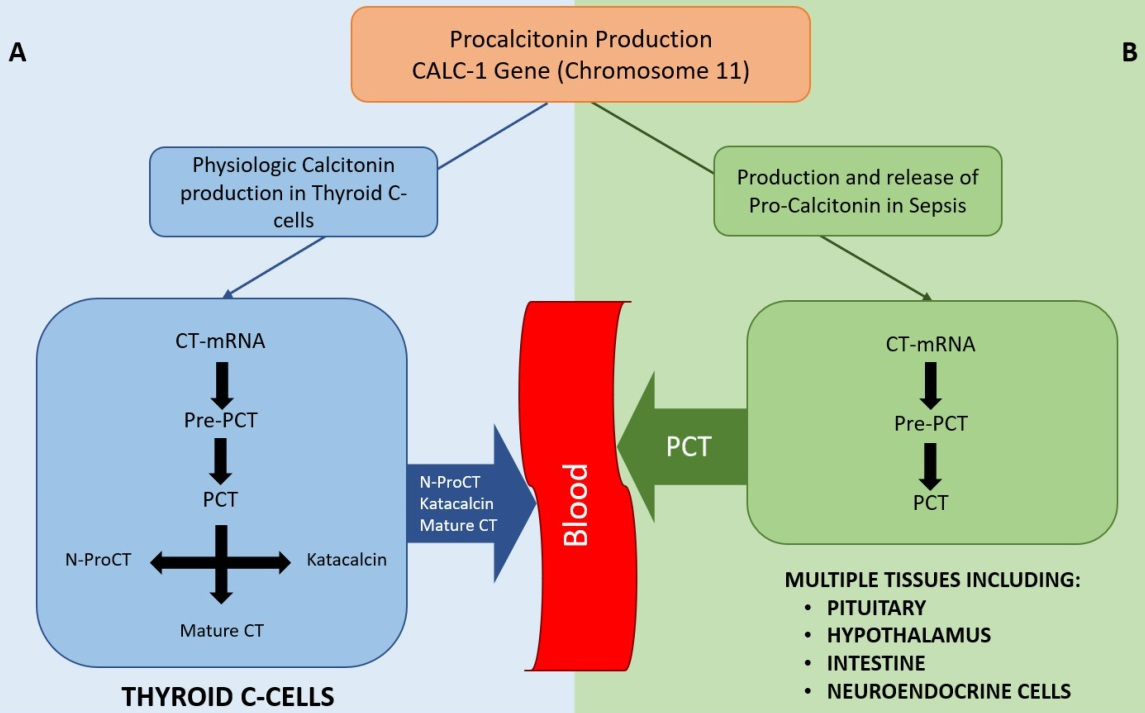 脓毒症生物标志物 PCT