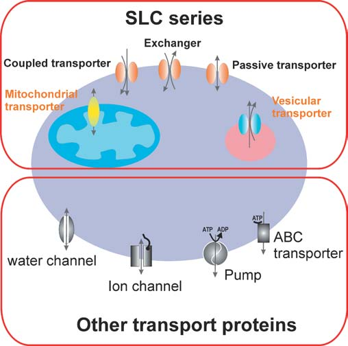 转运蛋白超家族：SLC