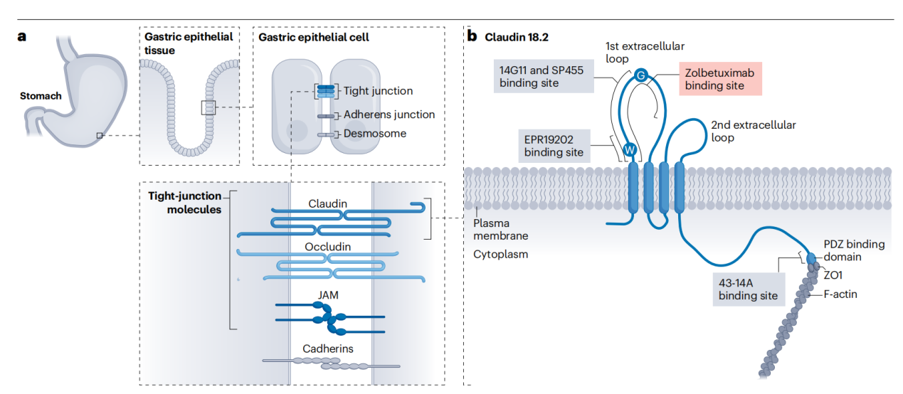 文献分享：胃癌和胰腺癌靶点CLDN18.2