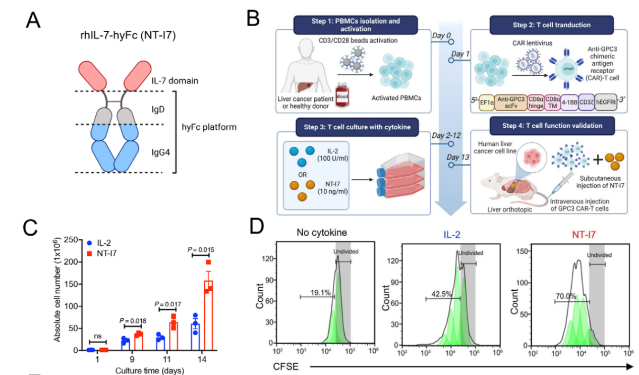 文献分享：IL7-Fc融合蛋白提高CAR-T细胞治疗实体肿瘤疗效