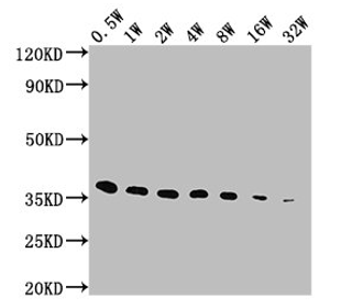 E-Tag Monoclonal Antibody