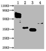 Flag Monoclonal Antibody