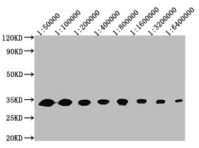 GFP Monoclonal Antibody